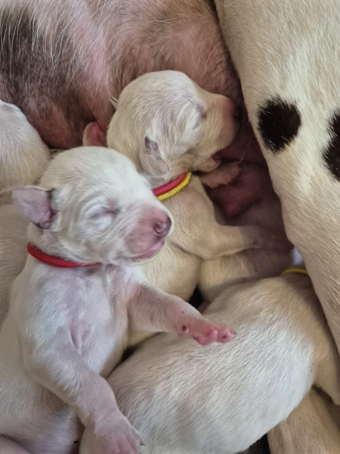 Dalmatiner - Zuchtstätte - Tierärztlicher Bericht über eine Ultraschalluntersuchung einer trächtigen Hündin namens Merle