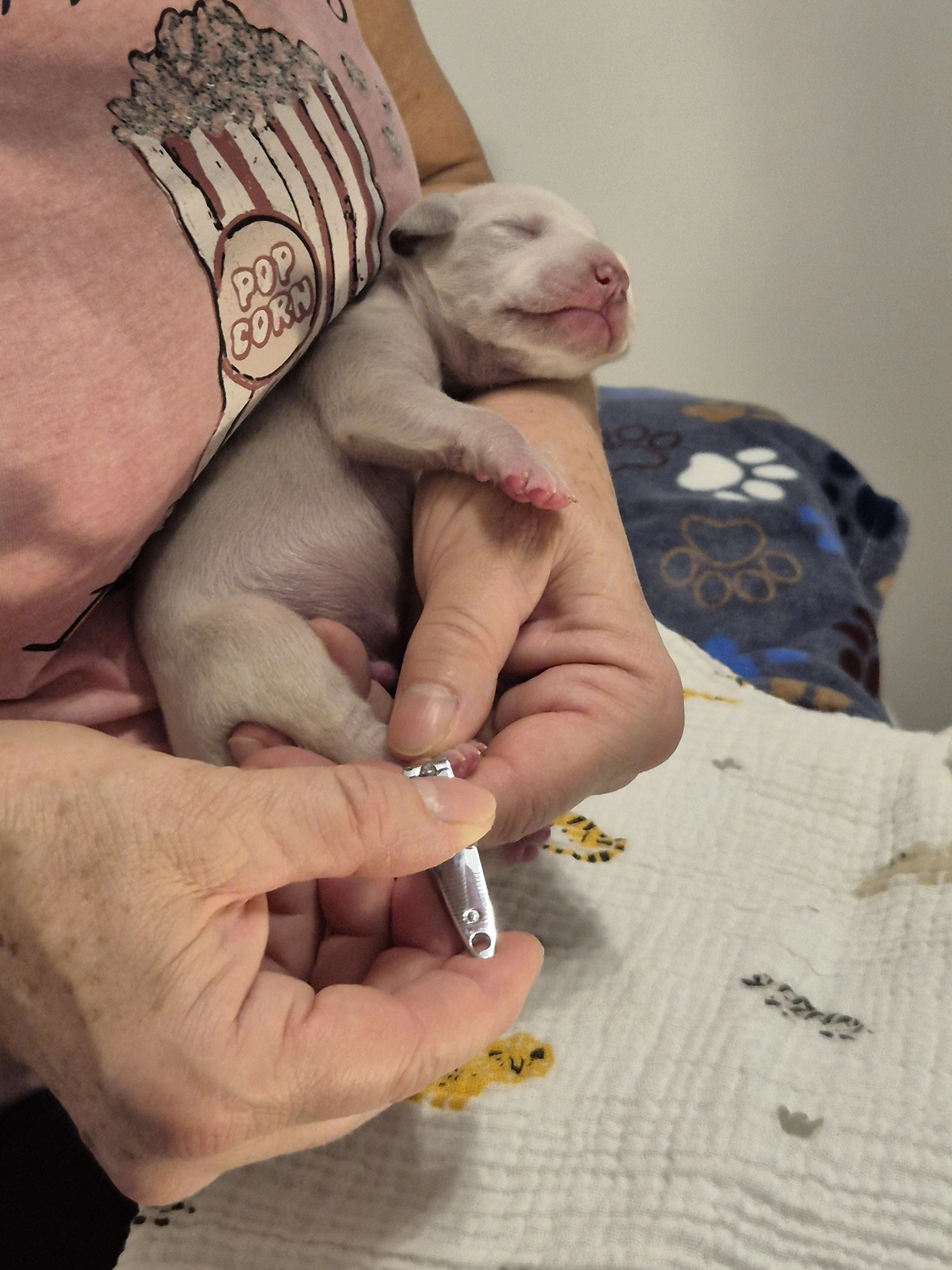 Dalmatiner - Zuchtstätte - Tierärztlicher Bericht über eine Ultraschalluntersuchung einer trächtigen Hündin namens Merle