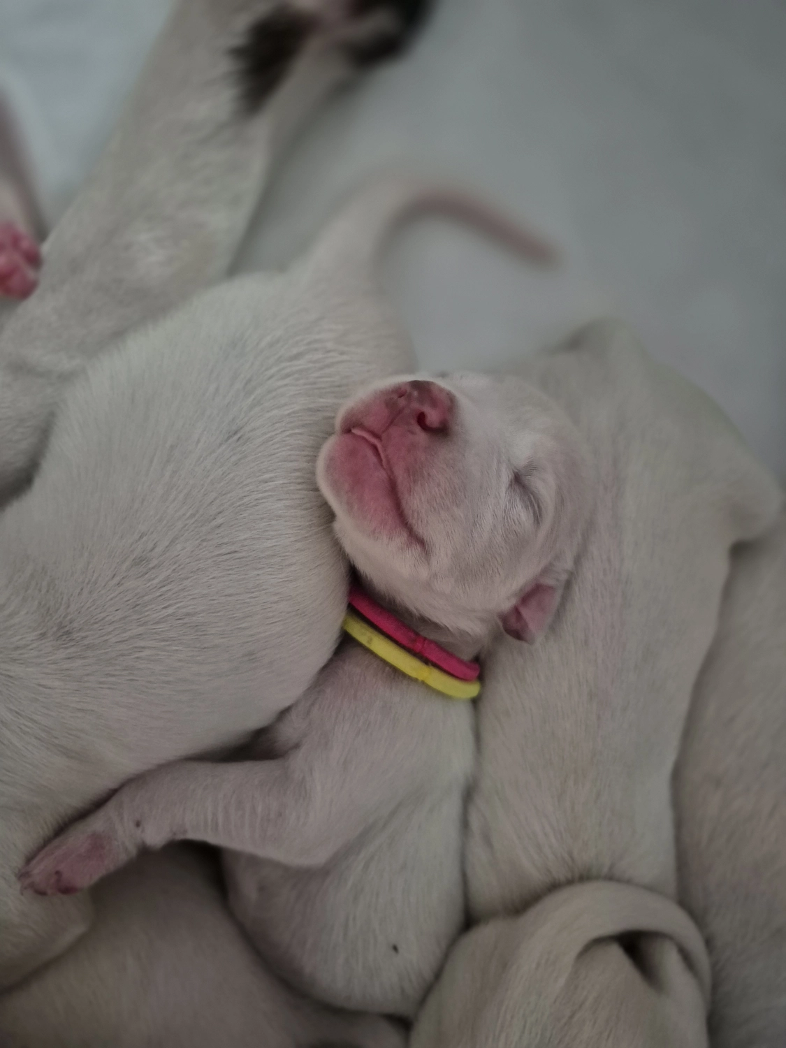 Dalmatiner - Zuchtstätte - Tierärztlicher Bericht über eine Ultraschalluntersuchung einer trächtigen Hündin namens Merle