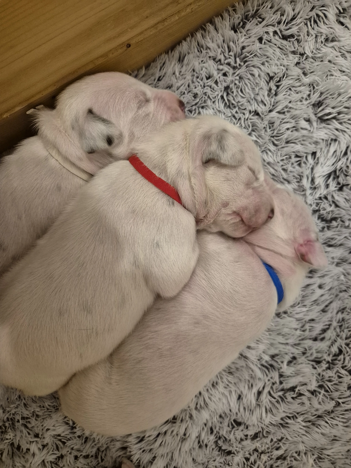 Dalmatiner - Zuchtstätte - Tierärztlicher Bericht über eine Ultraschalluntersuchung einer trächtigen Hündin namens Merle