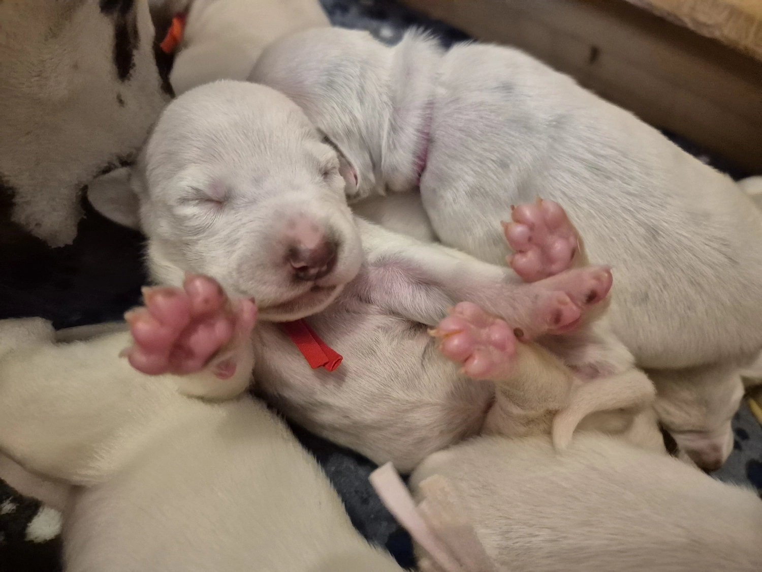 Dalmatiner - Zuchtstätte - Tierärztlicher Bericht über eine Ultraschalluntersuchung einer trächtigen Hündin namens Merle