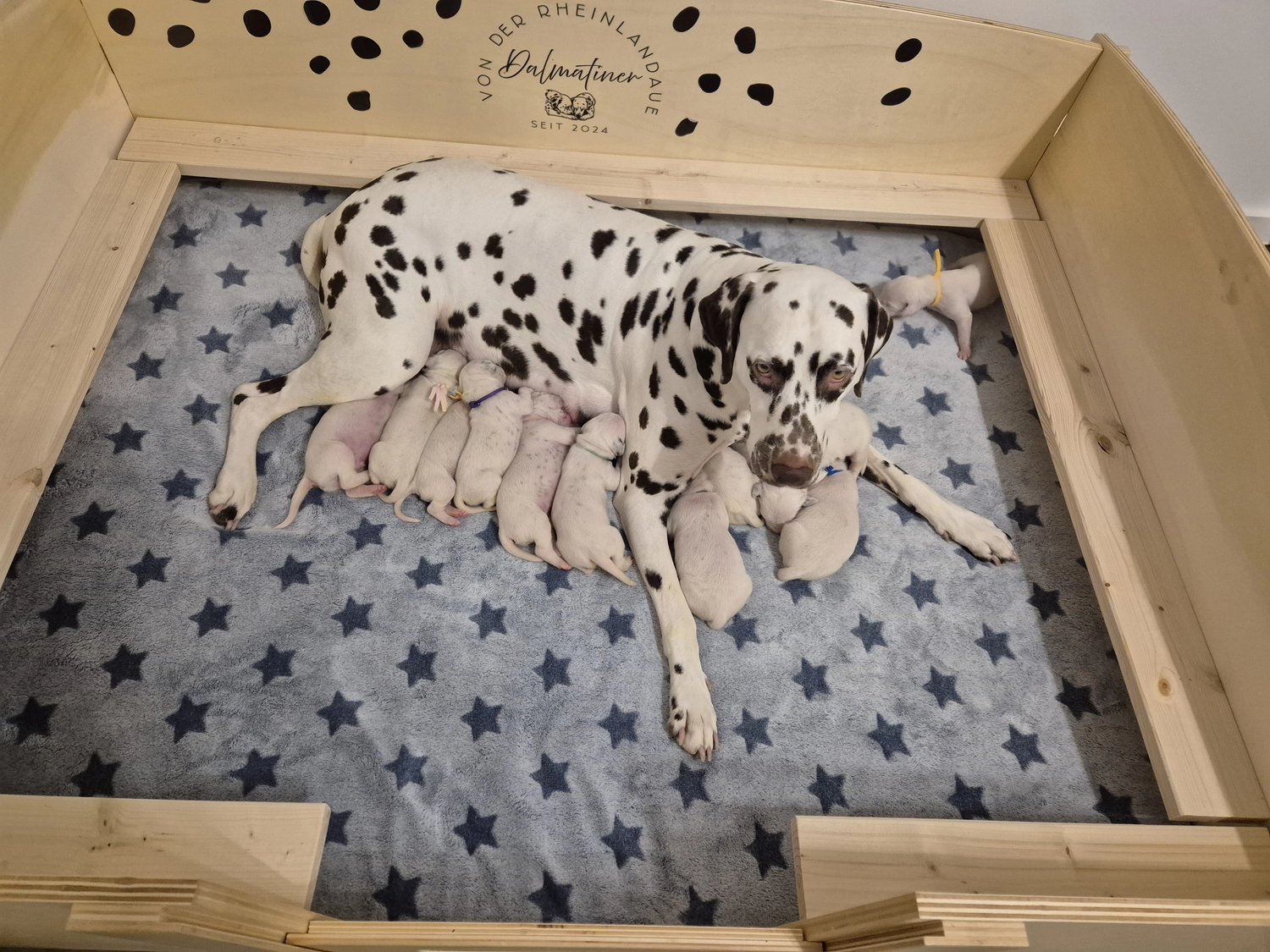 Dalmatiner - Zuchtstätte - Tierärztlicher Bericht über eine Ultraschalluntersuchung einer trächtigen Hündin namens Merle