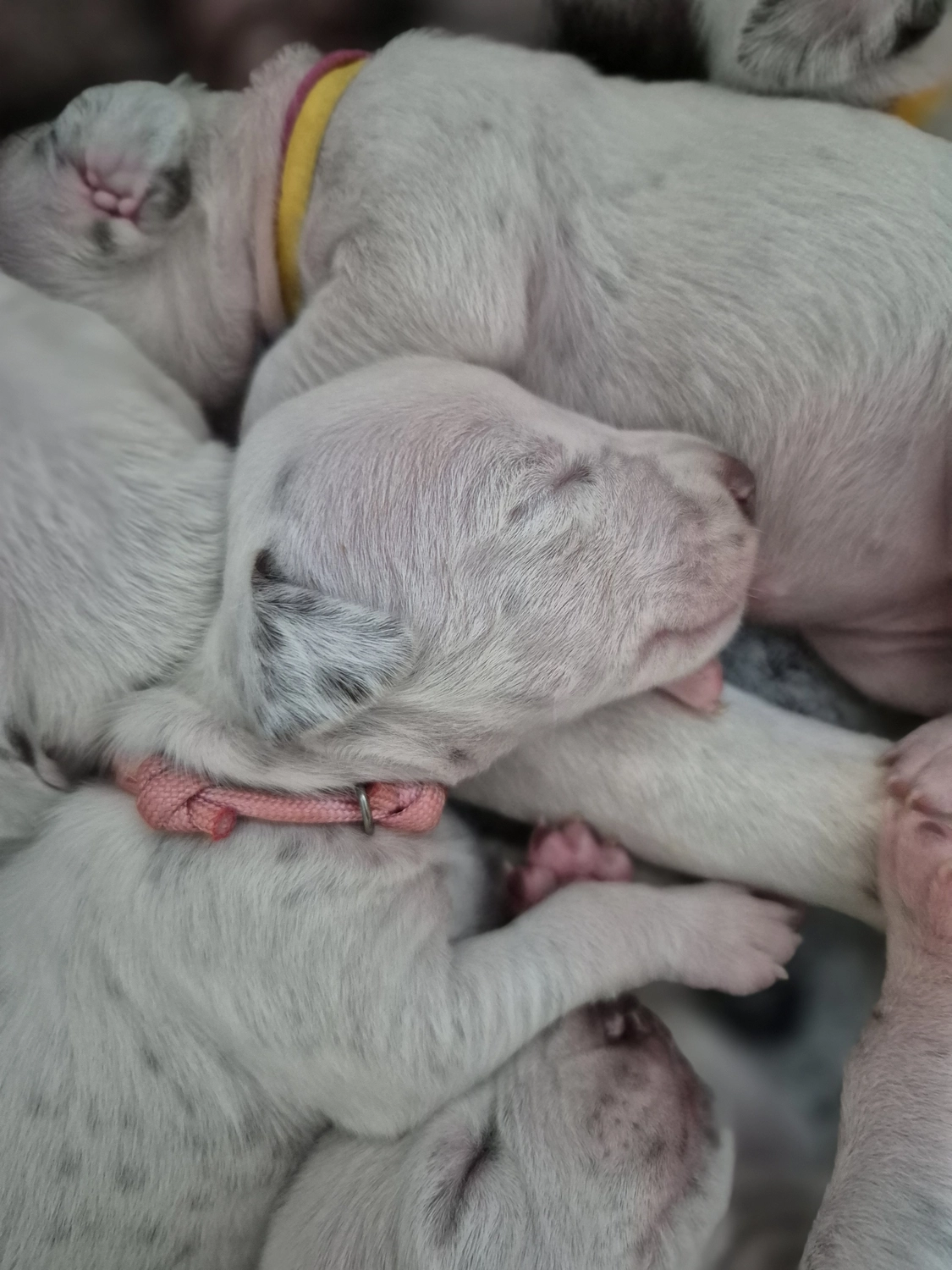 Dalmatiner - Zuchtstätte - Tierärztlicher Bericht über eine Ultraschalluntersuchung einer trächtigen Hündin namens Merle