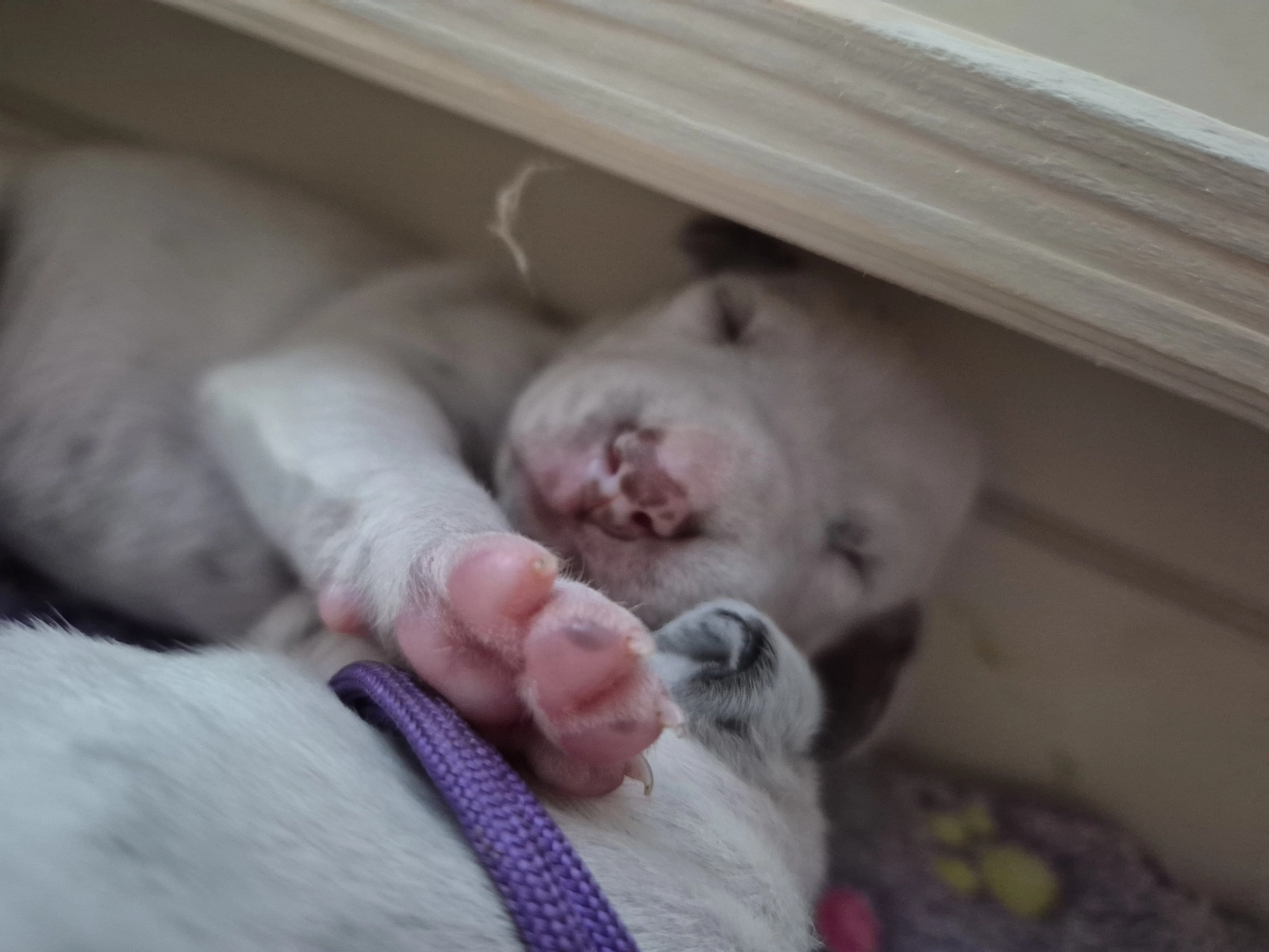 Dalmatiner - Zuchtstätte - Tierärztlicher Bericht über eine Ultraschalluntersuchung einer trächtigen Hündin namens Merle