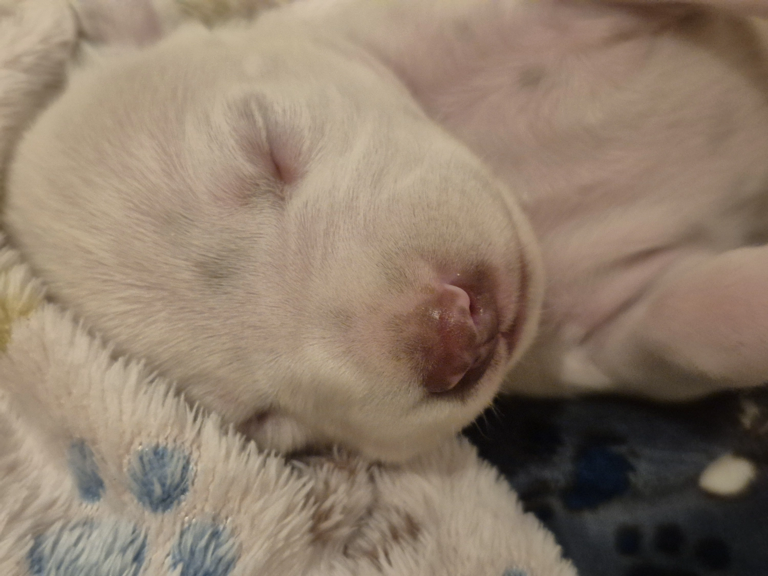 Dalmatiner - Zuchtstätte - Tierärztlicher Bericht über eine Ultraschalluntersuchung einer trächtigen Hündin namens Merle