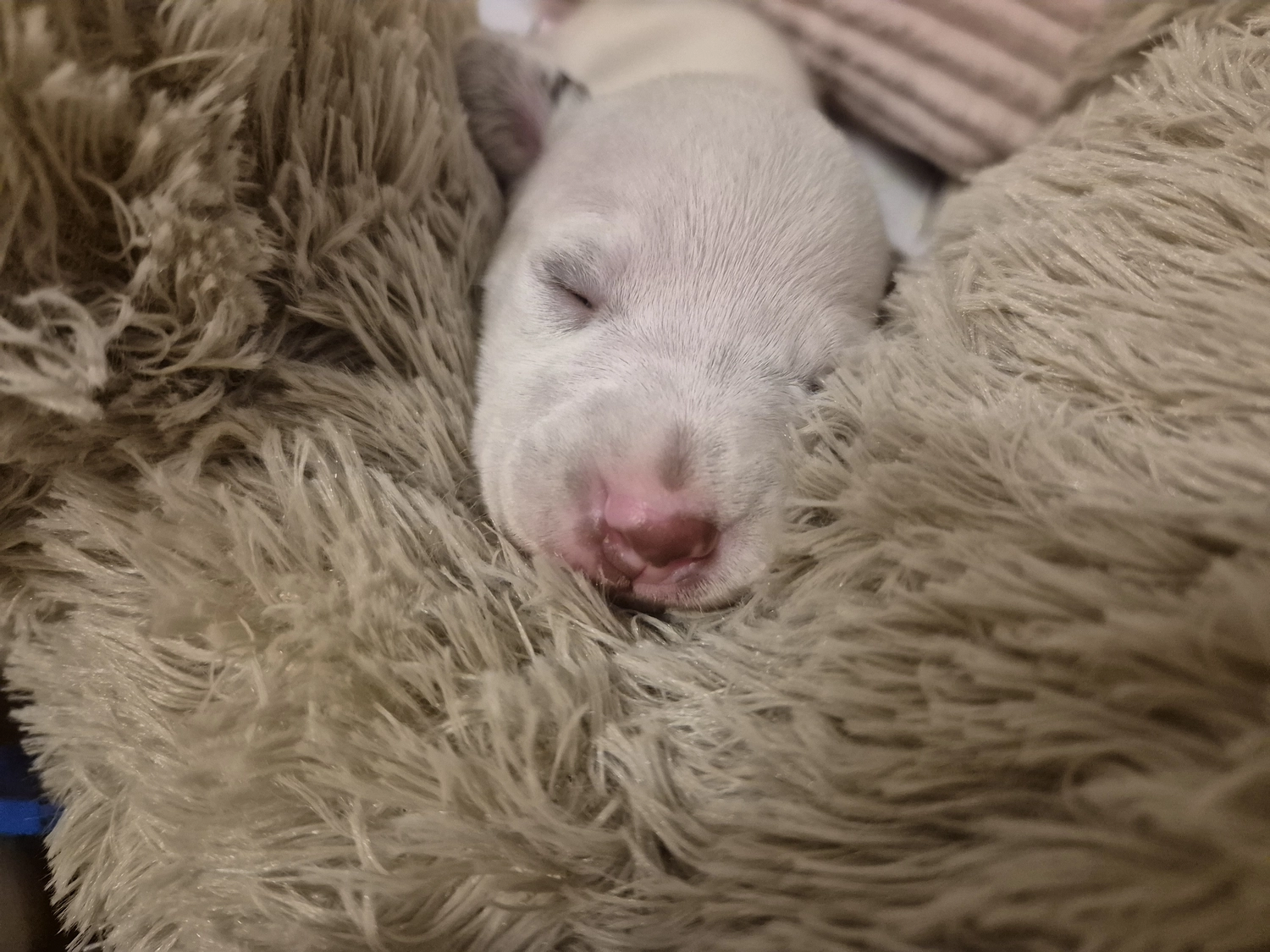 Dalmatiner - Zuchtstätte - Tierärztlicher Bericht über eine Ultraschalluntersuchung einer trächtigen Hündin namens Merle