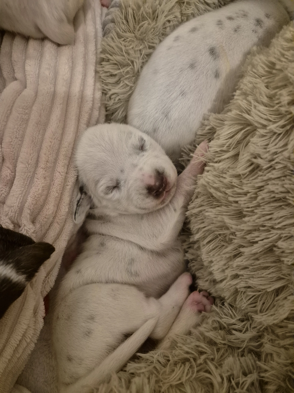 Dalmatiner - Zuchtstätte - Tierärztlicher Bericht über eine Ultraschalluntersuchung einer trächtigen Hündin namens Merle