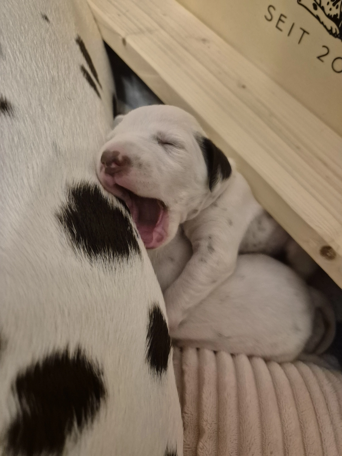 Dalmatiner - Zuchtstätte - Tierärztlicher Bericht über eine Ultraschalluntersuchung einer trächtigen Hündin namens Merle