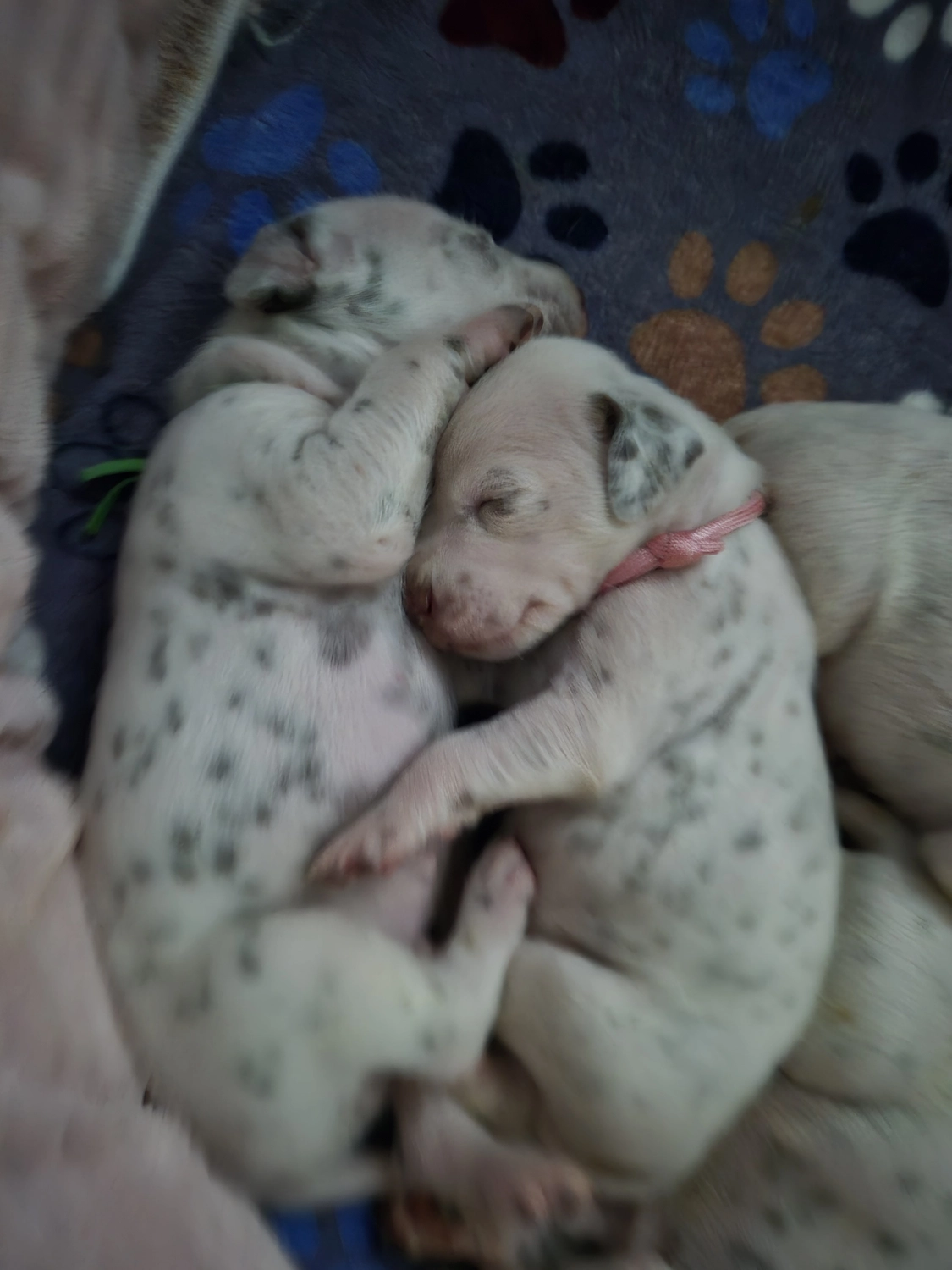 Dalmatiner - Zuchtstätte - Tierärztlicher Bericht über eine Ultraschalluntersuchung einer trächtigen Hündin namens Merle