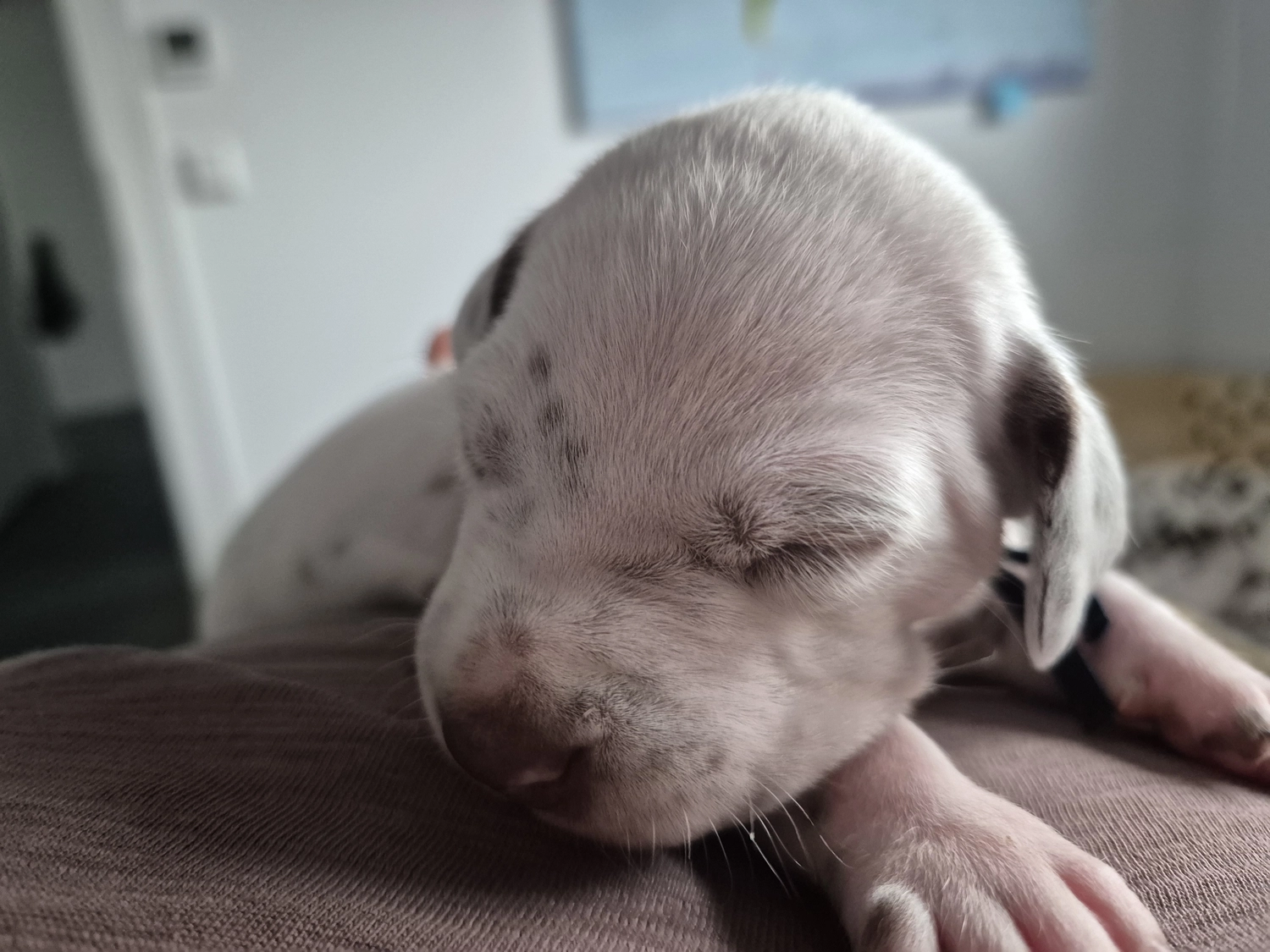 Dalmatiner - Zuchtstätte - Tierärztlicher Bericht über eine Ultraschalluntersuchung einer trächtigen Hündin namens Merle