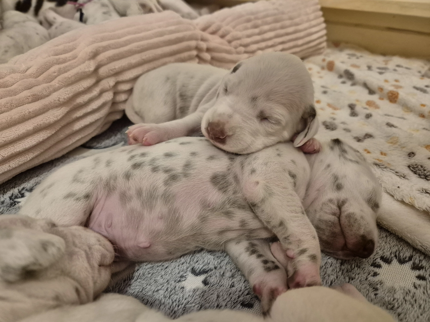 Dalmatiner - Zuchtstätte - Tierärztlicher Bericht über eine Ultraschalluntersuchung einer trächtigen Hündin namens Merle