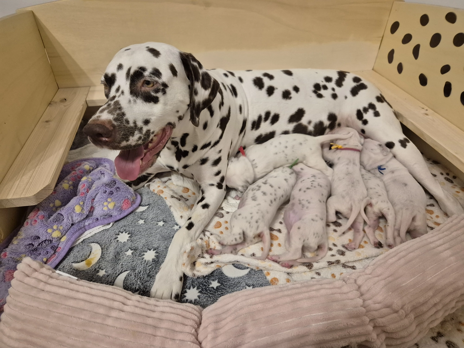 Dalmatiner - Zuchtstätte - Tierärztlicher Bericht über eine Ultraschalluntersuchung einer trächtigen Hündin namens Merle