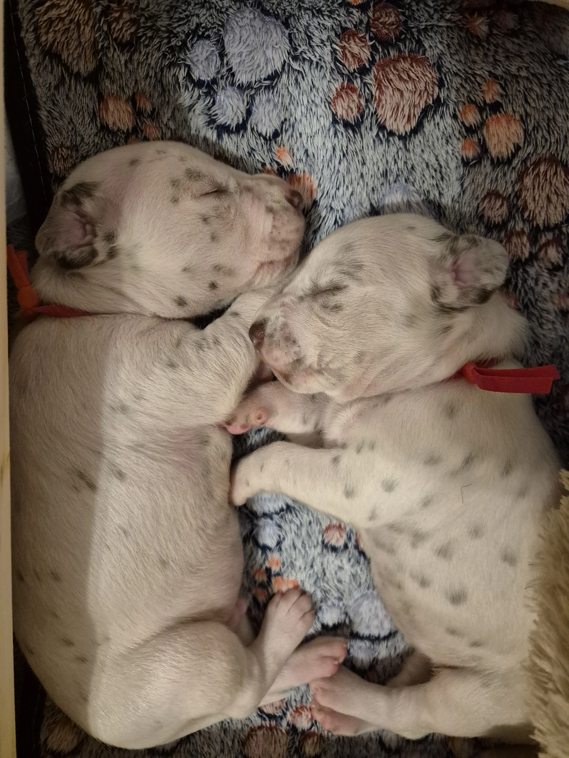 Dalmatiner - Zuchtstätte - Tierärztlicher Bericht über eine Ultraschalluntersuchung einer trächtigen Hündin namens Merle