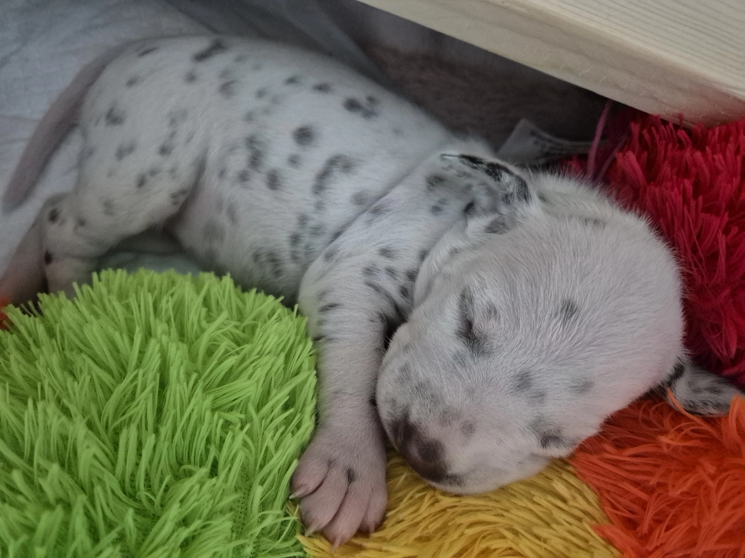 Dalmatiner - Zuchtstätte - Tierärztlicher Bericht über eine Ultraschalluntersuchung einer trächtigen Hündin namens Merle