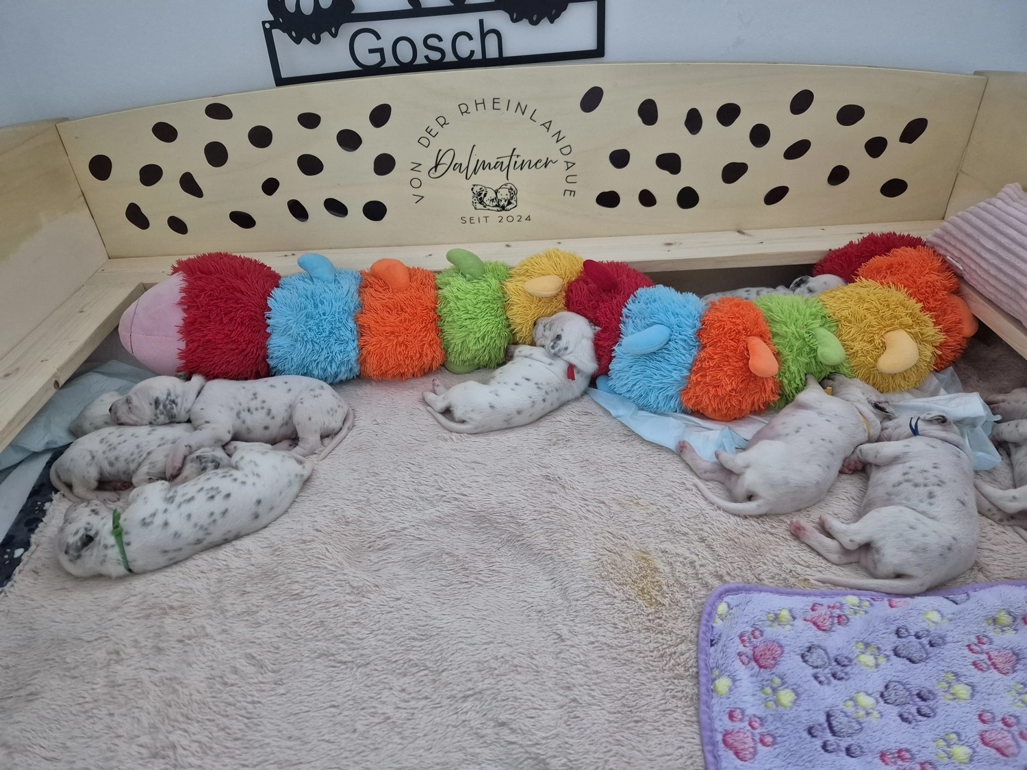 Dalmatiner - Zuchtstätte - Tierärztlicher Bericht über eine Ultraschalluntersuchung einer trächtigen Hündin namens Merle