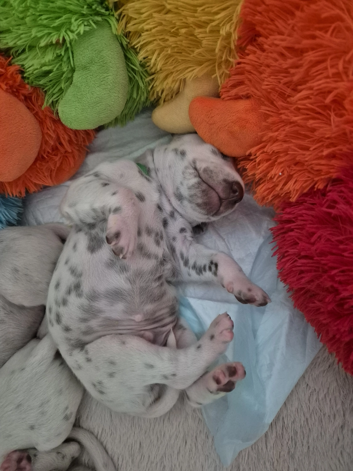 Dalmatiner - Zuchtstätte - Tierärztlicher Bericht über eine Ultraschalluntersuchung einer trächtigen Hündin namens Merle