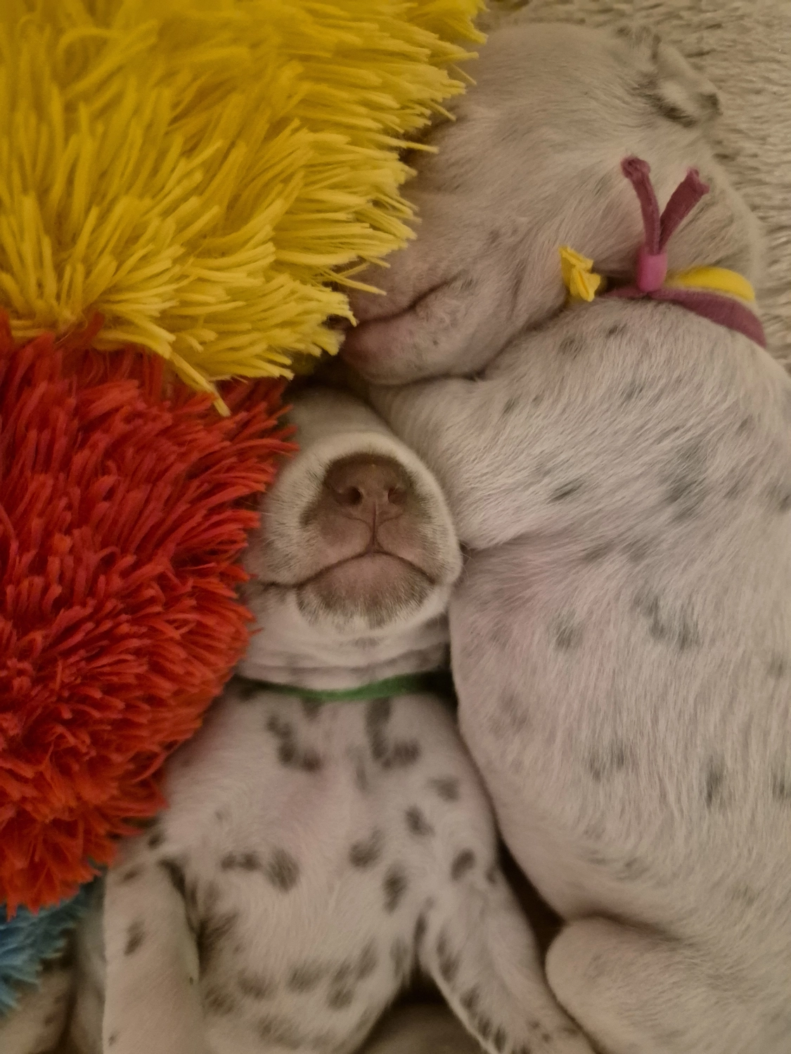 Dalmatiner - Zuchtstätte - Tierärztlicher Bericht über eine Ultraschalluntersuchung einer trächtigen Hündin namens Merle