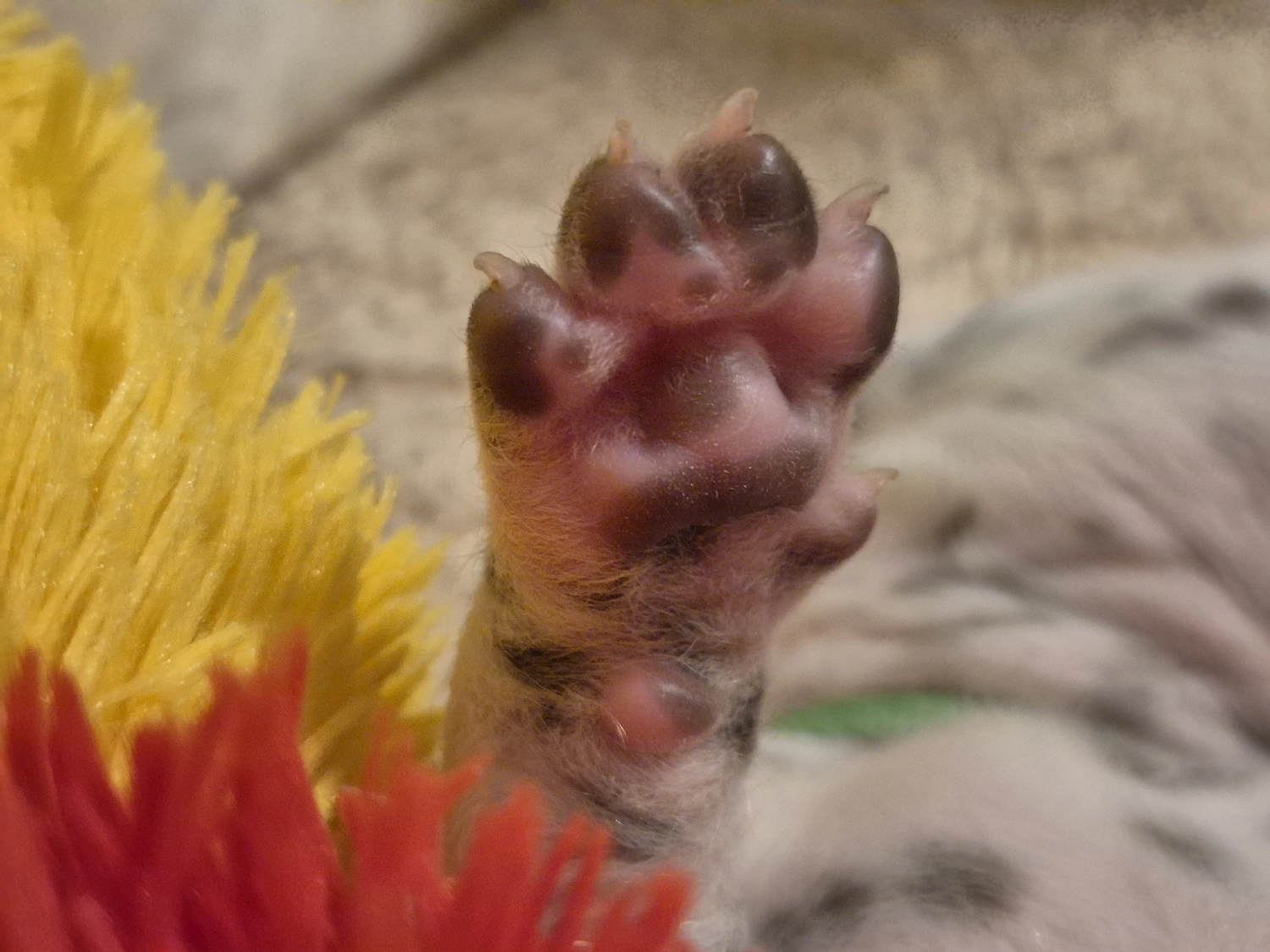 Dalmatiner - Zuchtstätte - Tierärztlicher Bericht über eine Ultraschalluntersuchung einer trächtigen Hündin namens Merle