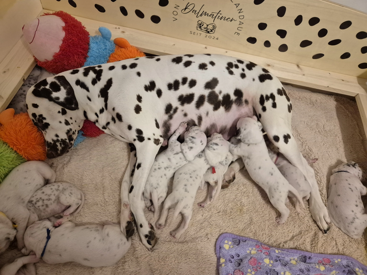 Dalmatiner - Zuchtstätte - Tierärztlicher Bericht über eine Ultraschalluntersuchung einer trächtigen Hündin namens Merle