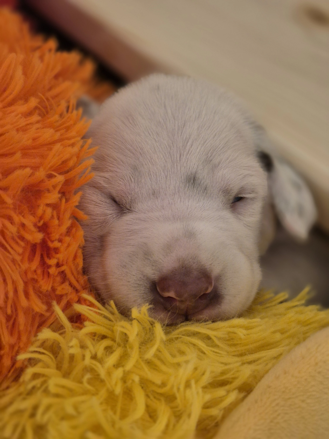 Dalmatiner - Zuchtstätte - Tierärztlicher Bericht über eine Ultraschalluntersuchung einer trächtigen Hündin namens Merle