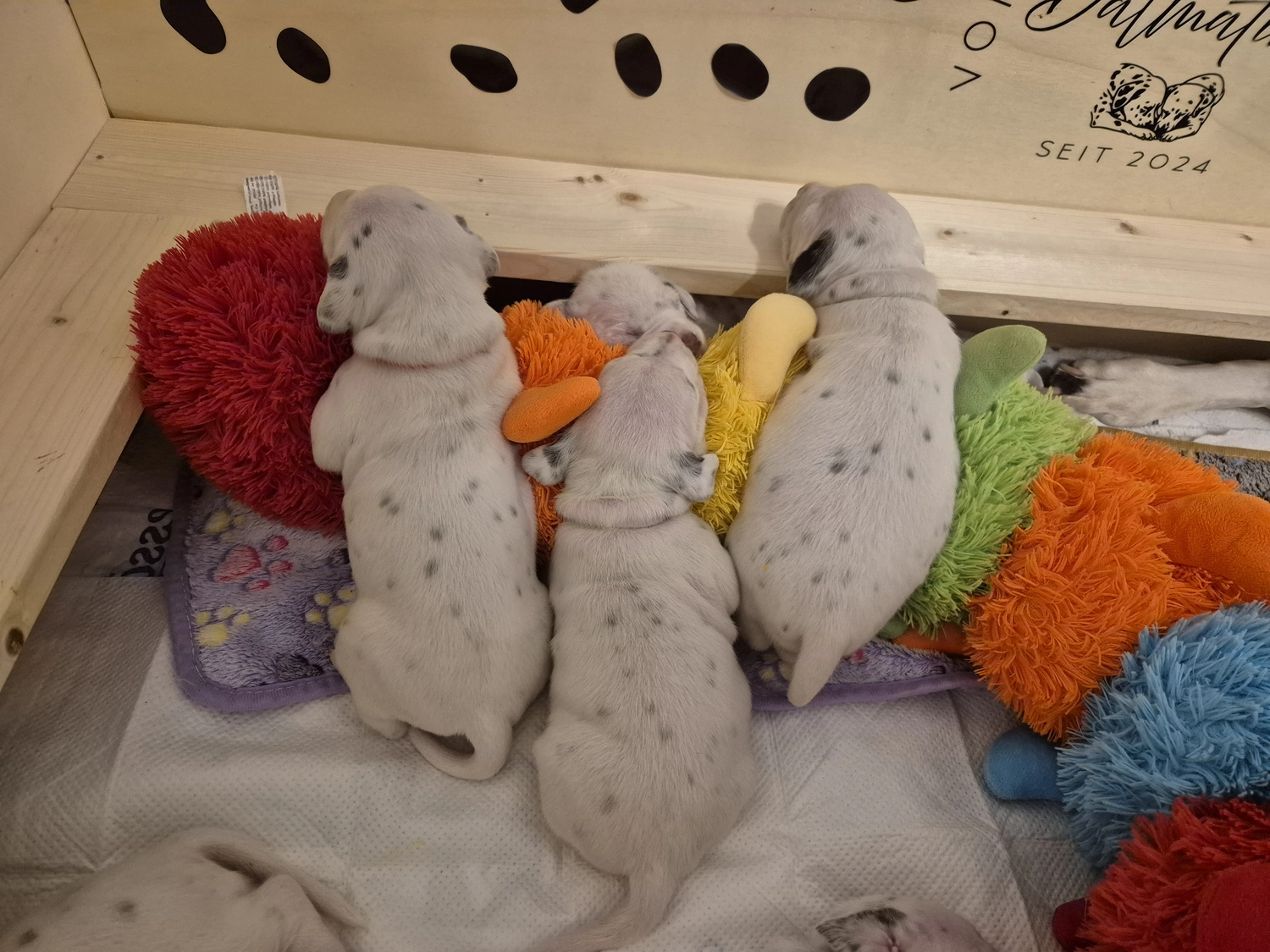 Dalmatiner - Zuchtstätte - Tierärztlicher Bericht über eine Ultraschalluntersuchung einer trächtigen Hündin namens Merle