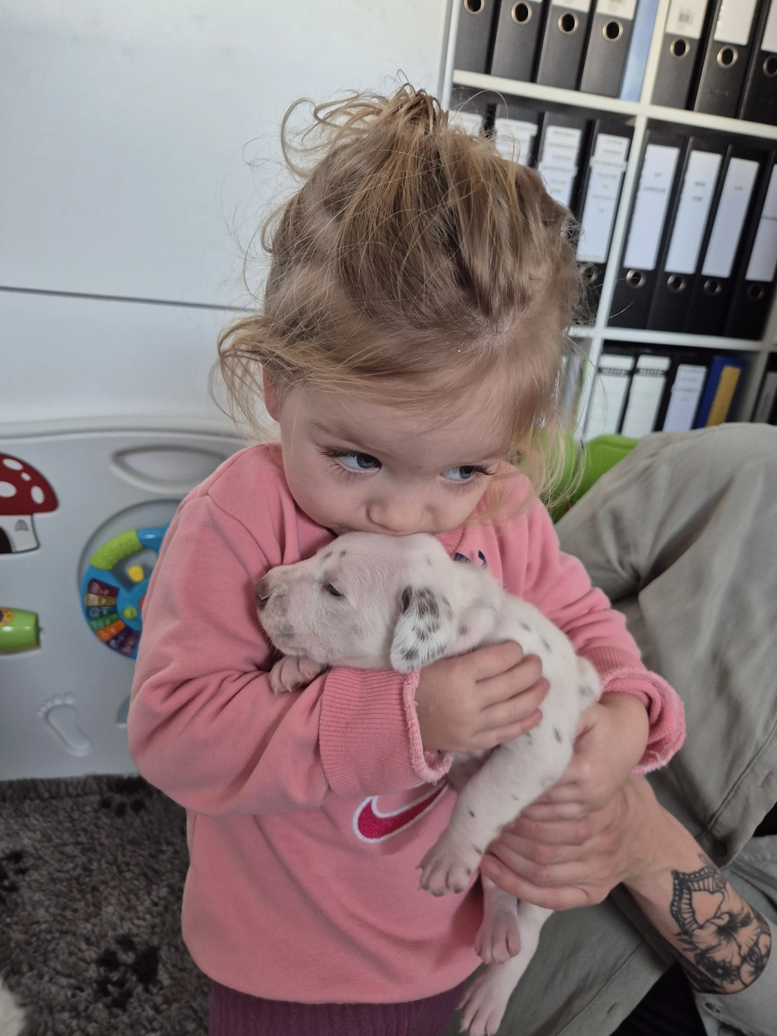 Dalmatiner - Zuchtstätte - Tierärztlicher Bericht über eine Ultraschalluntersuchung einer trächtigen Hündin namens Merle