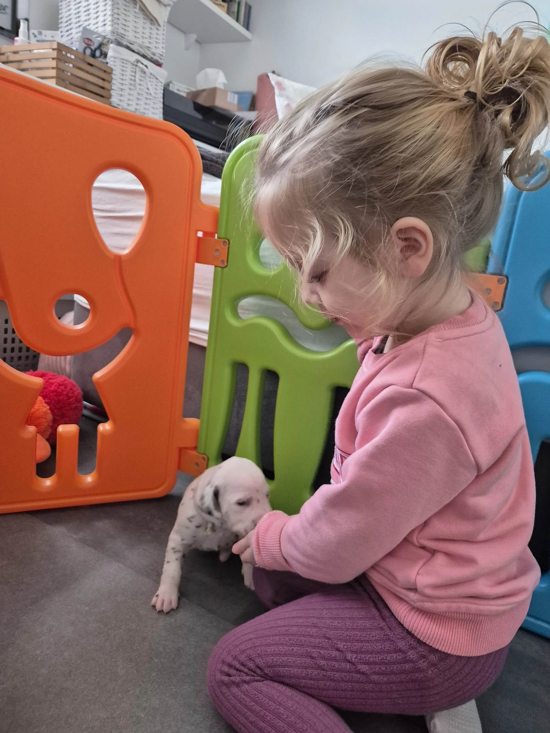 Dalmatiner - Zuchtstätte - Tierärztlicher Bericht über eine Ultraschalluntersuchung einer trächtigen Hündin namens Merle