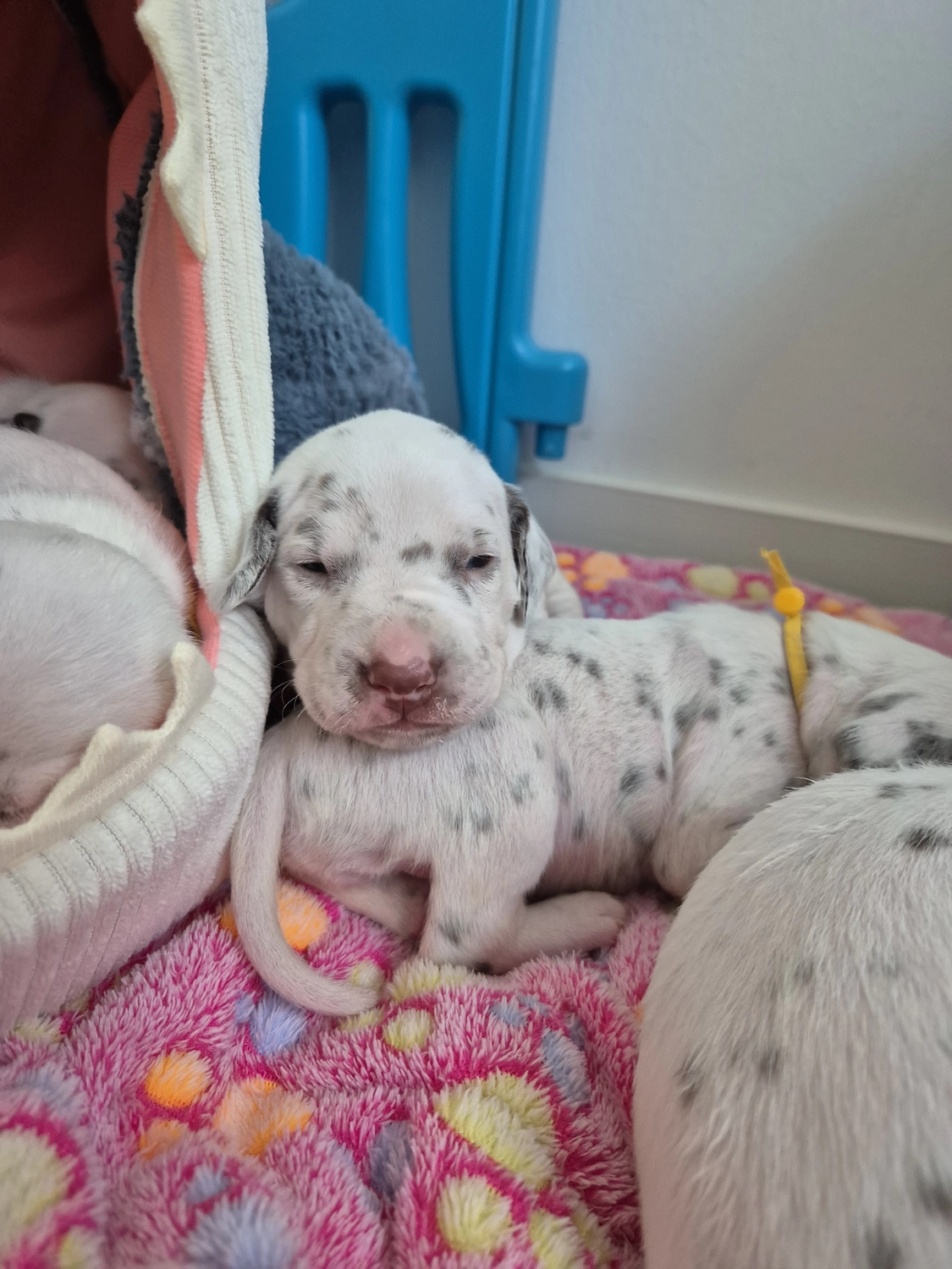 Dalmatiner - Zuchtstätte - Tierärztlicher Bericht über eine Ultraschalluntersuchung einer trächtigen Hündin namens Merle