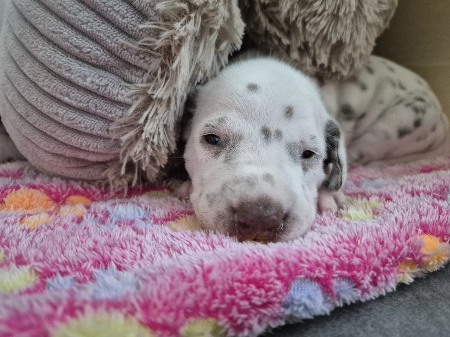 Dalmatiner - Zuchtstätte - Tierärztlicher Bericht über eine Ultraschalluntersuchung einer trächtigen Hündin namens Merle