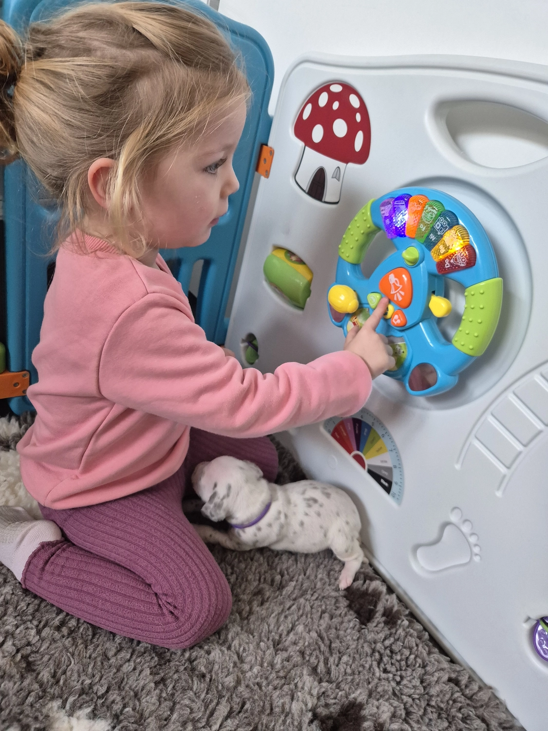 Dalmatiner - Zuchtstätte - Tierärztlicher Bericht über eine Ultraschalluntersuchung einer trächtigen Hündin namens Merle