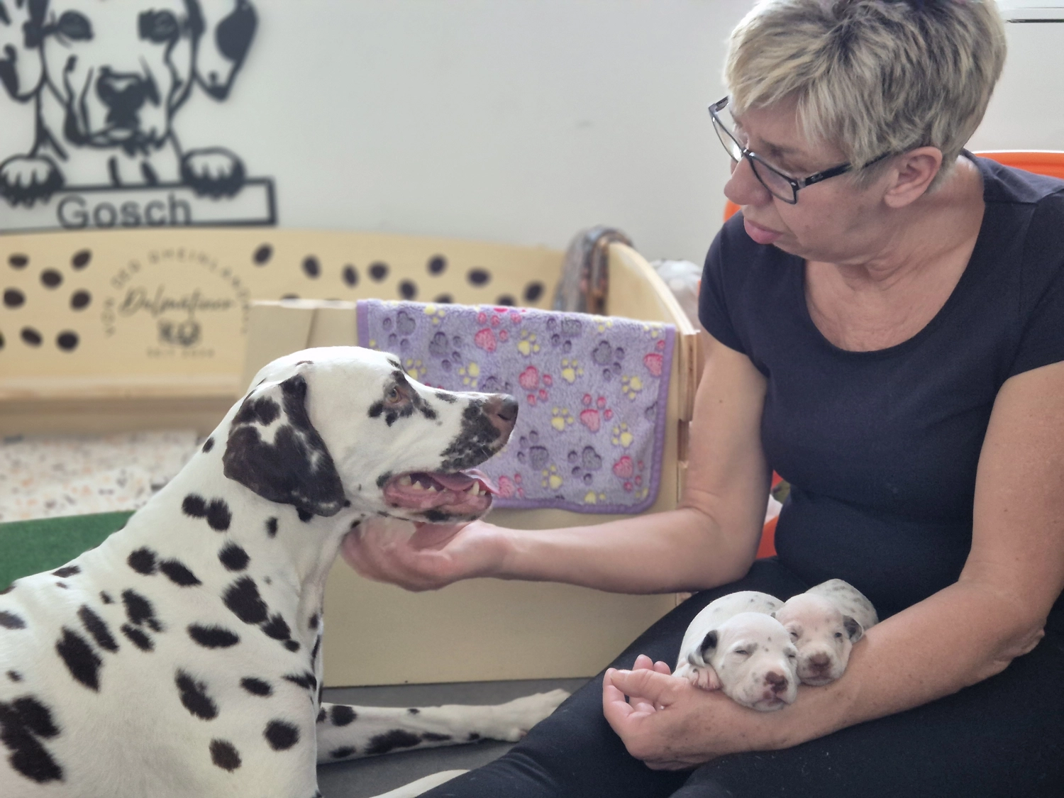 Dalmatiner - Zuchtstätte - Tierärztlicher Bericht über eine Ultraschalluntersuchung einer trächtigen Hündin namens Merle