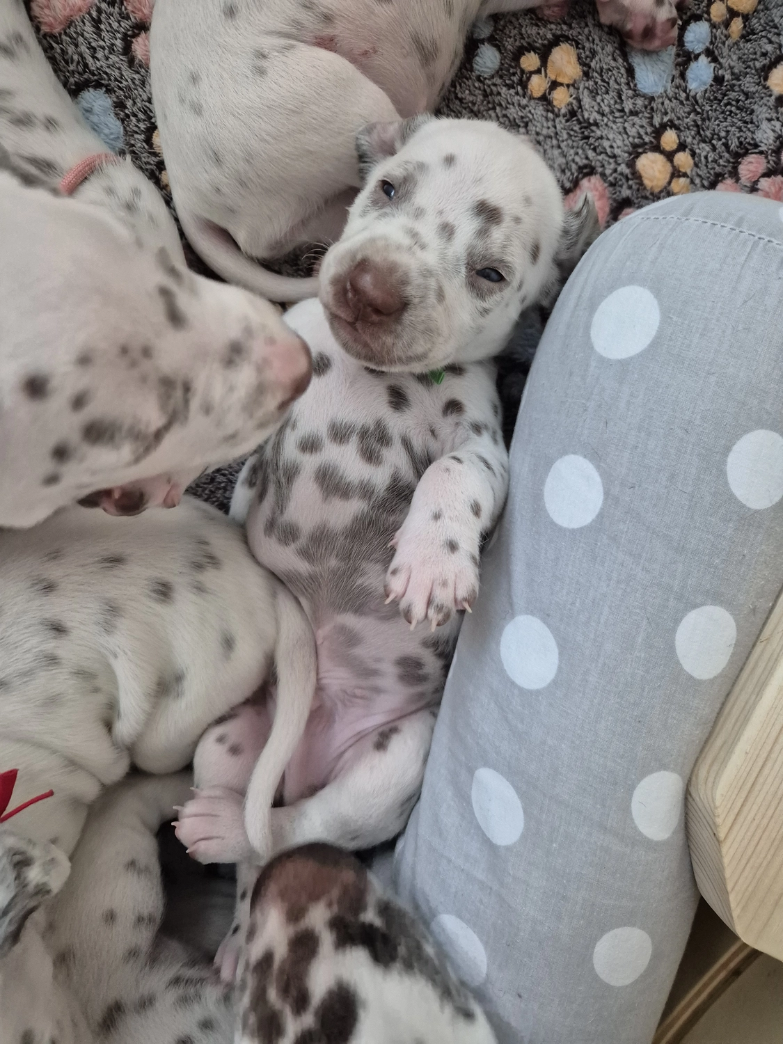 Dalmatiner - Zuchtstätte - Tierärztlicher Bericht über eine Ultraschalluntersuchung einer trächtigen Hündin namens Merle