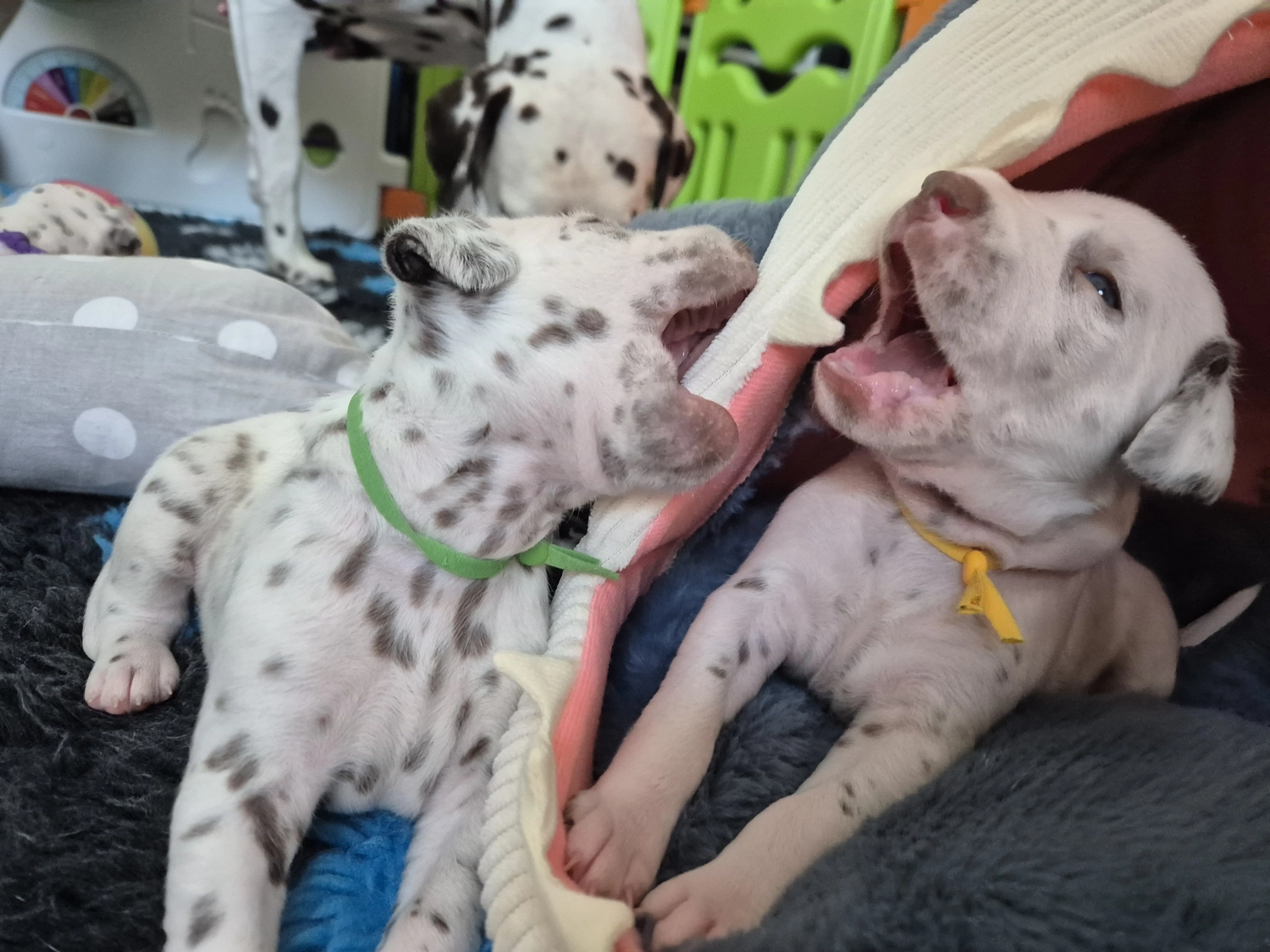 Dalmatiner - Zuchtstätte - Tierärztlicher Bericht über eine Ultraschalluntersuchung einer trächtigen Hündin namens Merle