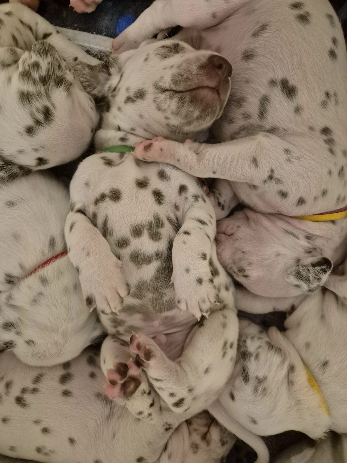 Dalmatiner - Zuchtstätte - Tierärztlicher Bericht über eine Ultraschalluntersuchung einer trächtigen Hündin namens Merle