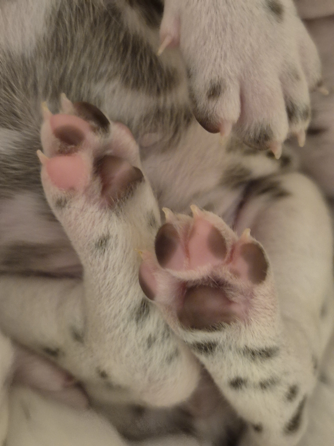 Dalmatiner - Zuchtstätte - Tierärztlicher Bericht über eine Ultraschalluntersuchung einer trächtigen Hündin namens Merle