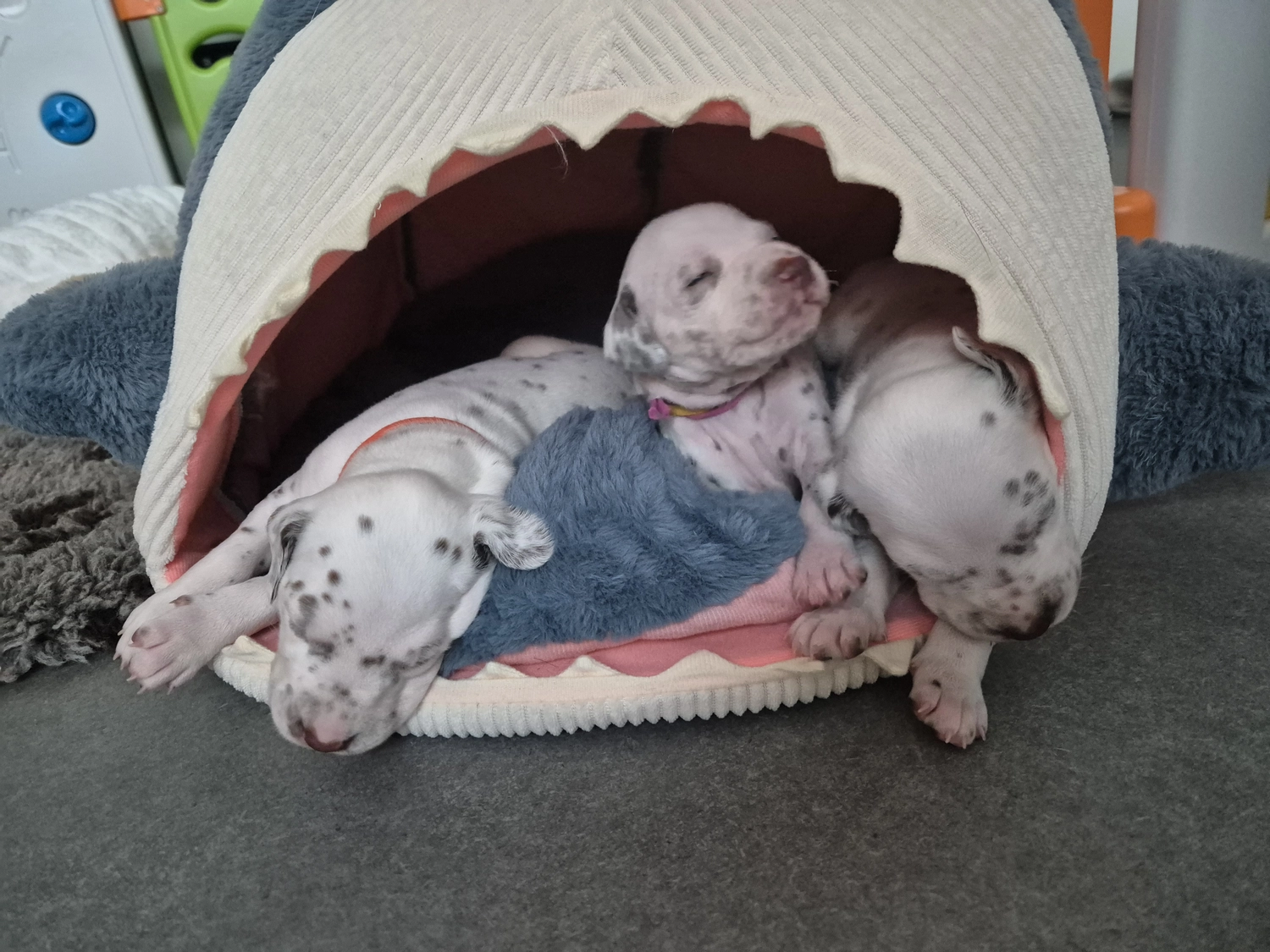 Dalmatiner - Zuchtstätte - Tierärztlicher Bericht über eine Ultraschalluntersuchung einer trächtigen Hündin namens Merle