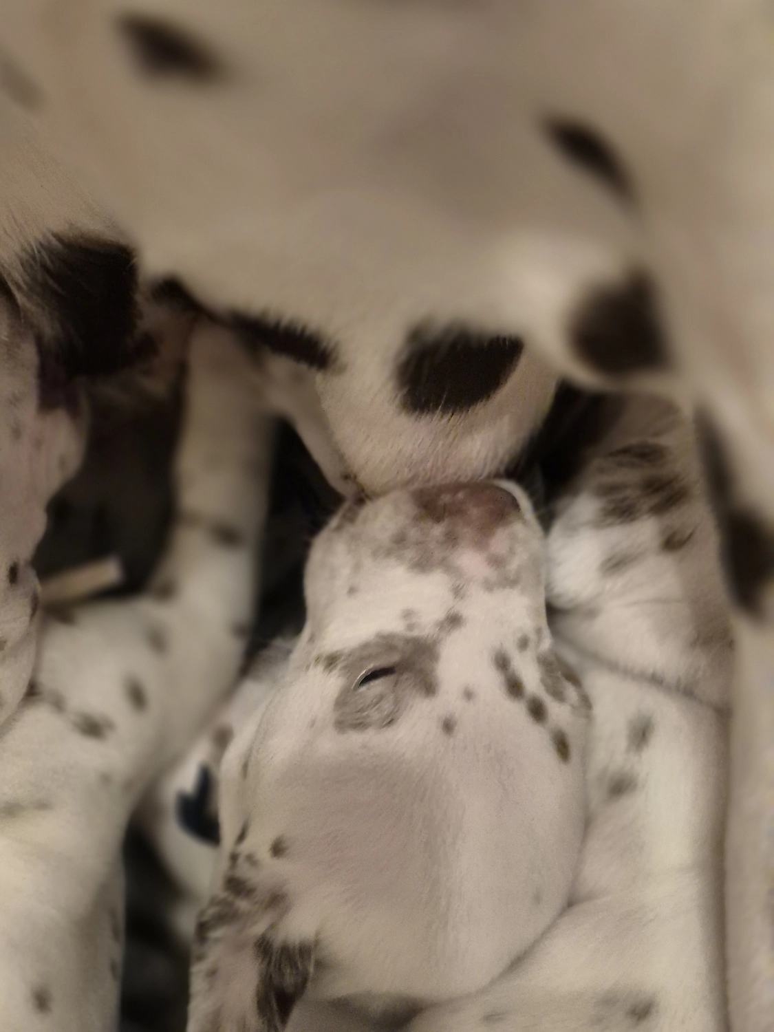 Dalmatiner - Zuchtstätte - Tierärztlicher Bericht über eine Ultraschalluntersuchung einer trächtigen Hündin namens Merle