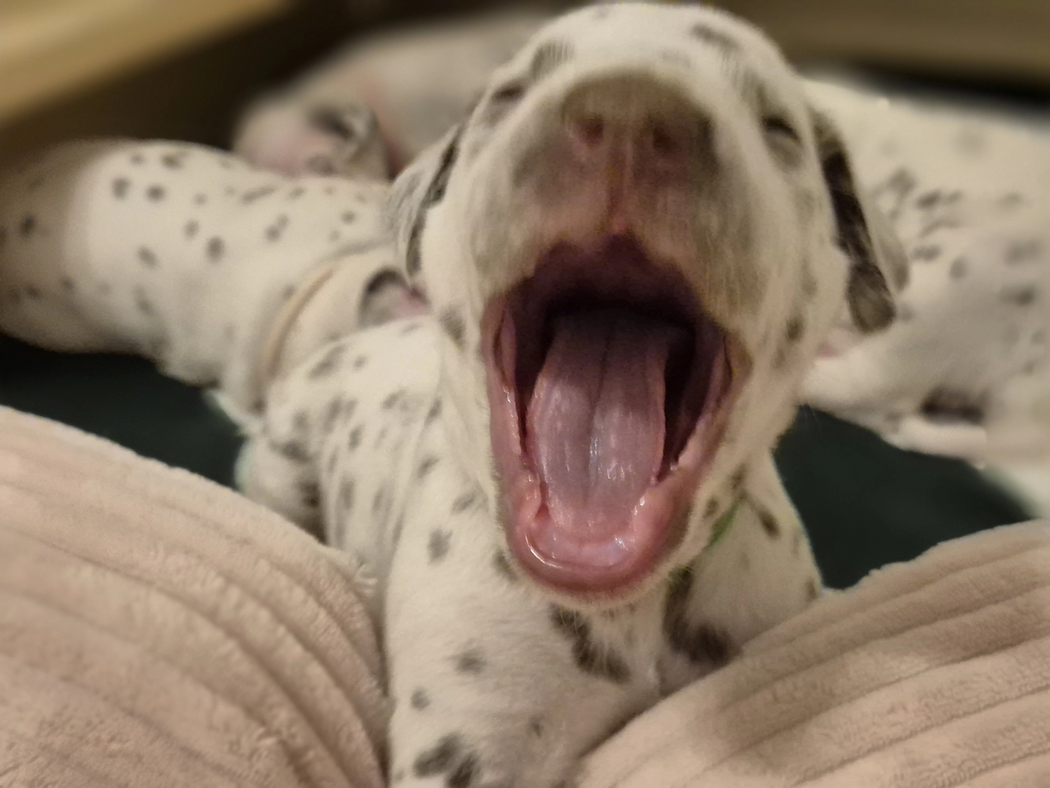 Dalmatiner - Zuchtstätte - Tierärztlicher Bericht über eine Ultraschalluntersuchung einer trächtigen Hündin namens Merle