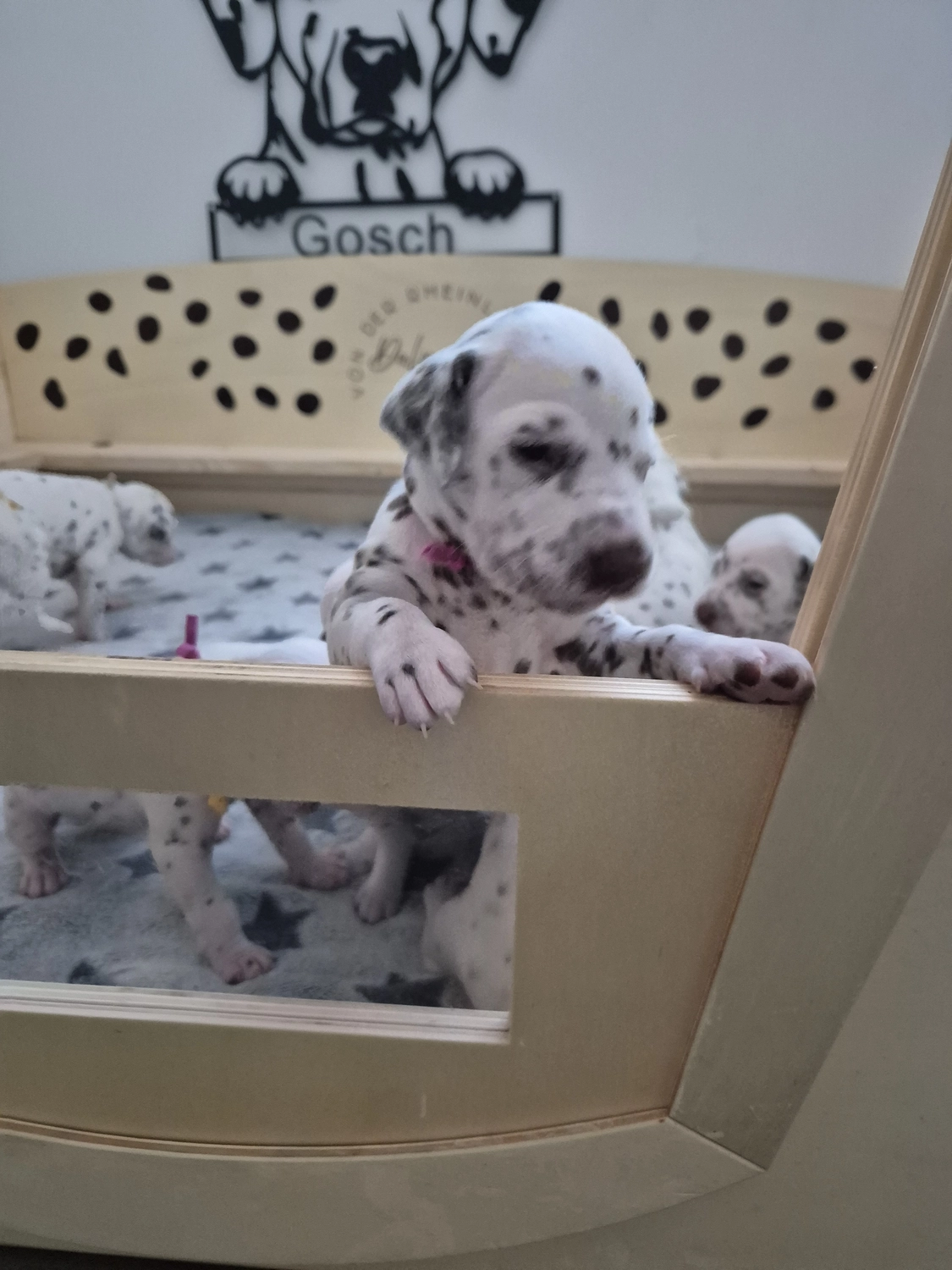 Dalmatiner - Zuchtstätte - Tierärztlicher Bericht über eine Ultraschalluntersuchung einer trächtigen Hündin namens Merle