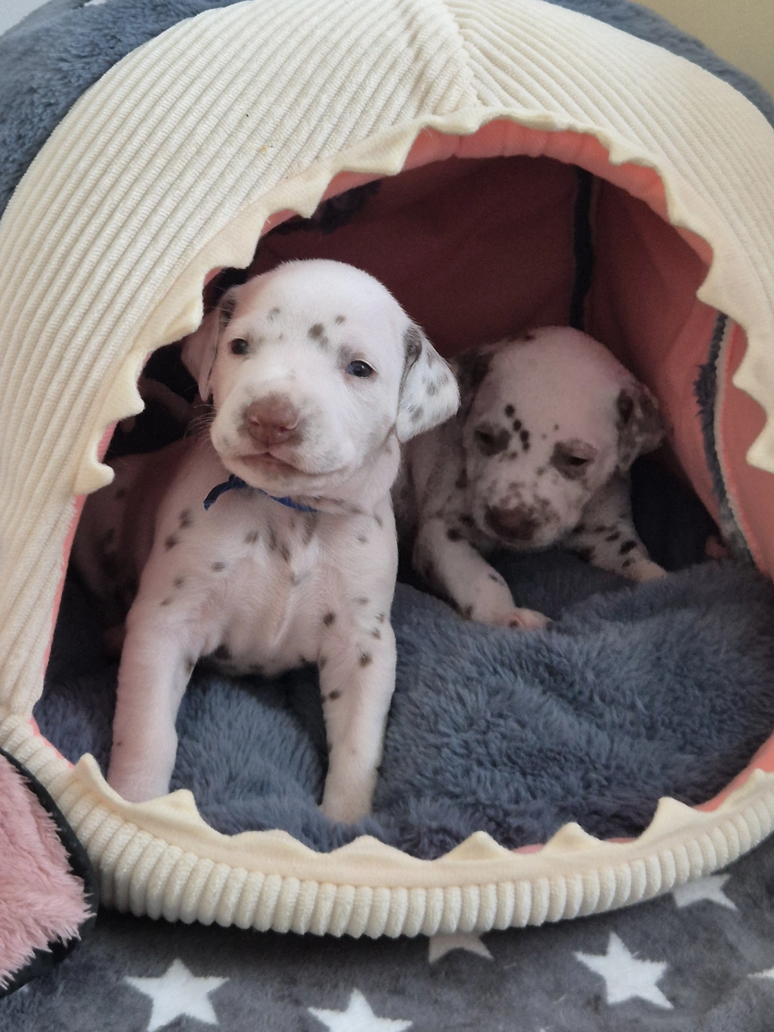 Dalmatiner - Zuchtstätte - Tierärztlicher Bericht über eine Ultraschalluntersuchung einer trächtigen Hündin namens Merle