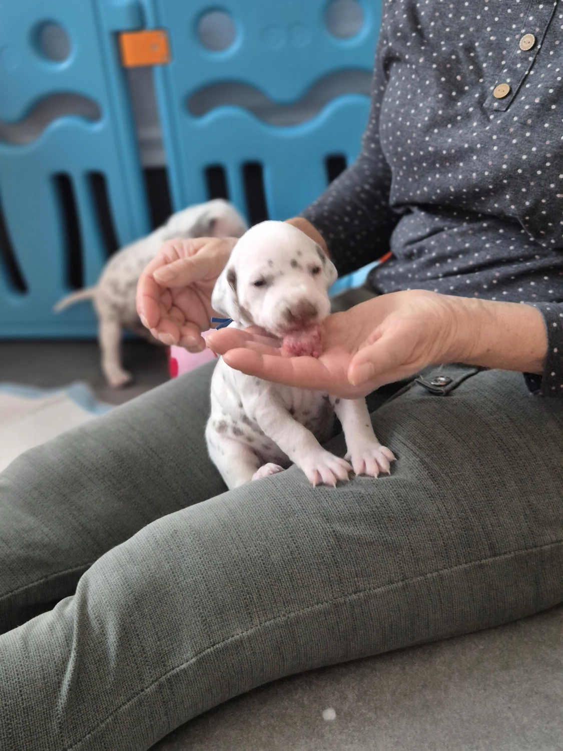 Dalmatiner - Zuchtstätte - Tierärztlicher Bericht über eine Ultraschalluntersuchung einer trächtigen Hündin namens Merle