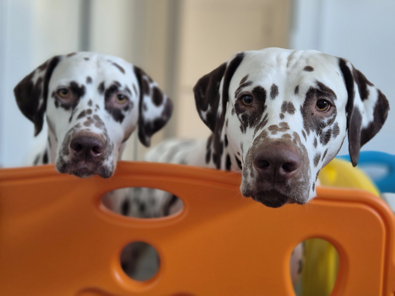 Dalmatiner - Zuchtstätte - Tierärztlicher Bericht über eine Ultraschalluntersuchung einer trächtigen Hündin namens Merle