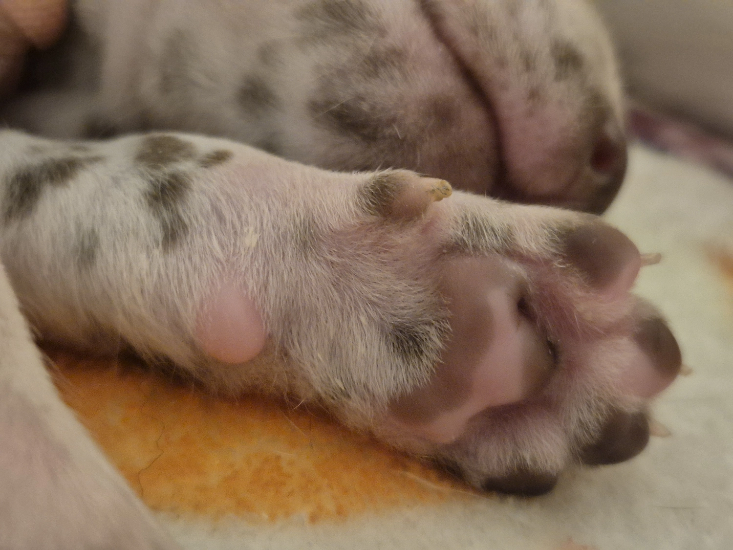 Dalmatiner - Zuchtstätte - Tierärztlicher Bericht über eine Ultraschalluntersuchung einer trächtigen Hündin namens Merle