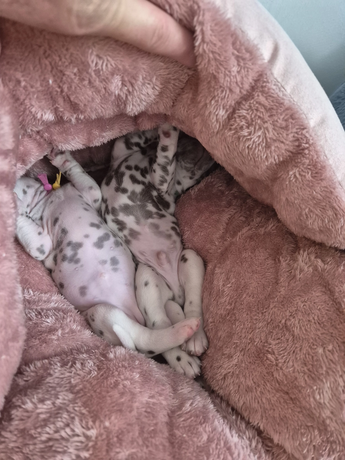 Dalmatiner - Zuchtstätte - Tierärztlicher Bericht über eine Ultraschalluntersuchung einer trächtigen Hündin namens Merle