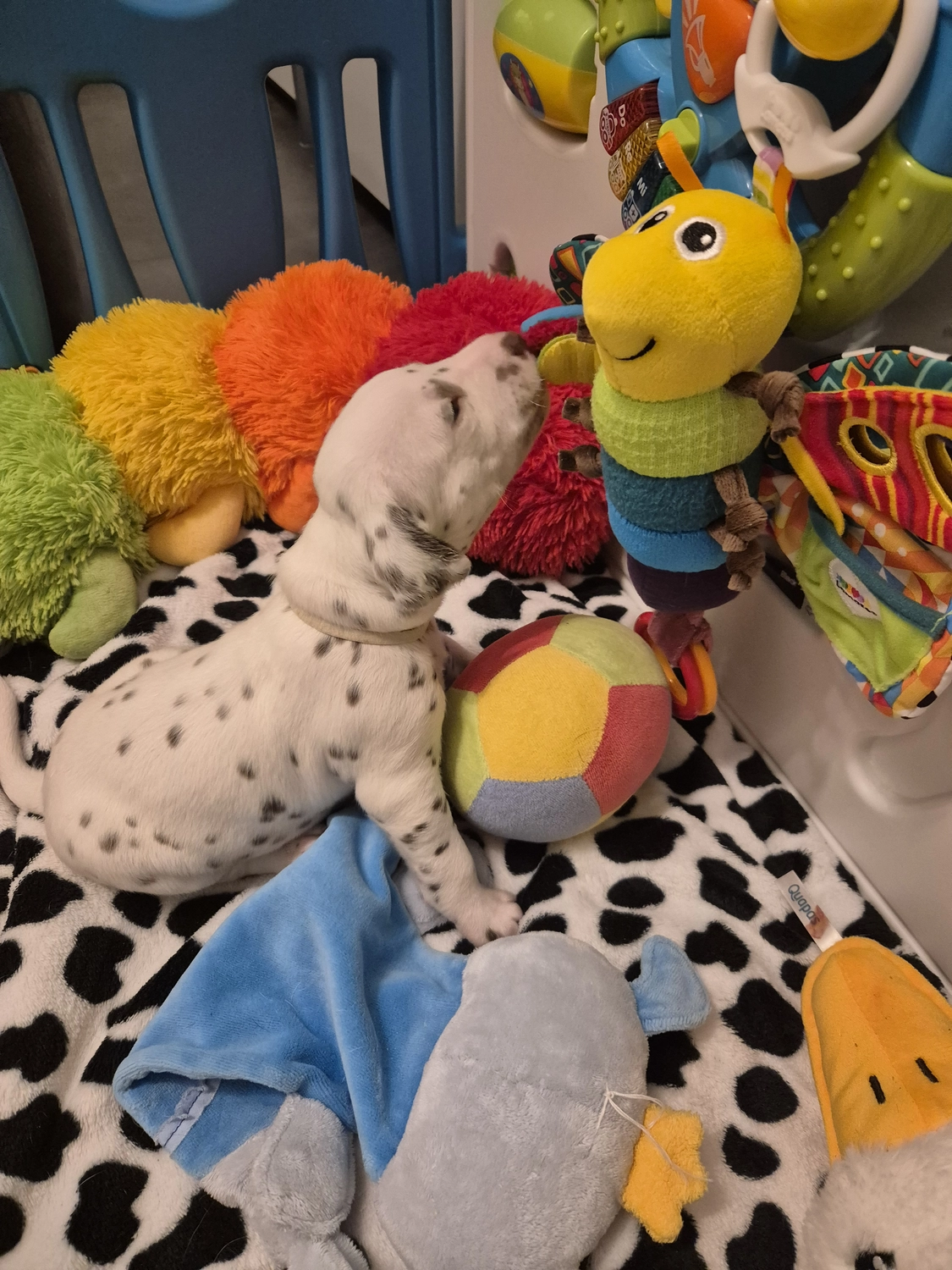 Dalmatiner - Zuchtstätte - Tierärztlicher Bericht über eine Ultraschalluntersuchung einer trächtigen Hündin namens Merle