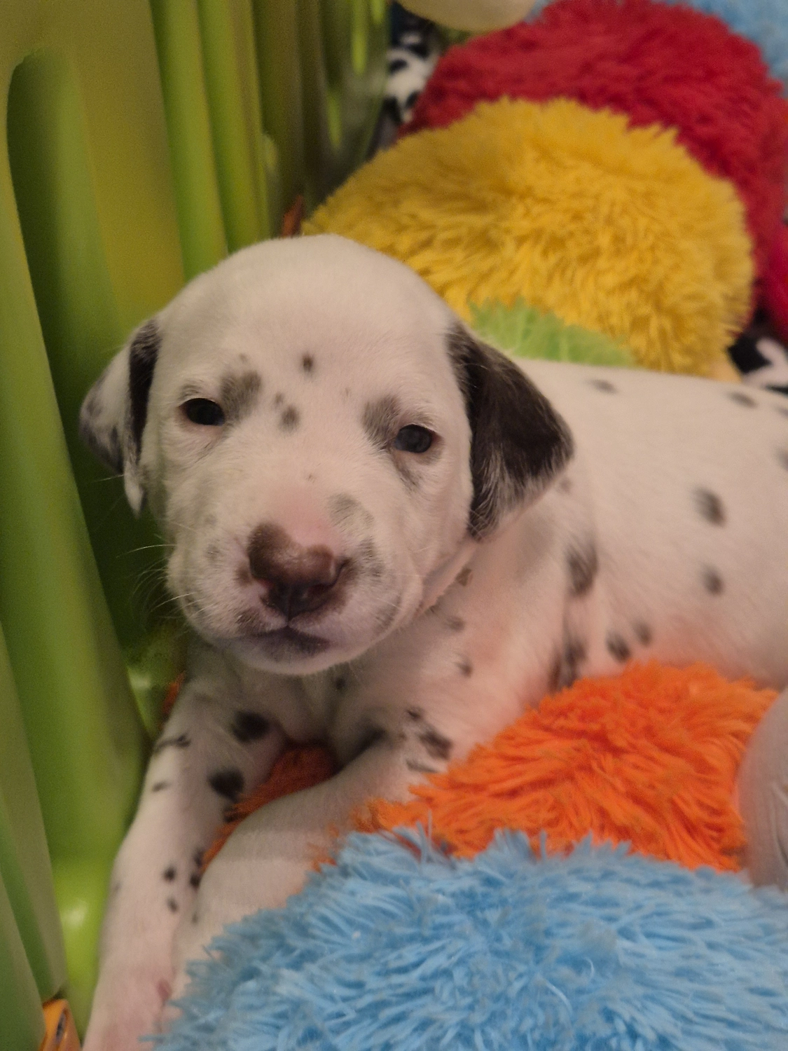 Dalmatiner - Zuchtstätte - Tierärztlicher Bericht über eine Ultraschalluntersuchung einer trächtigen Hündin namens Merle