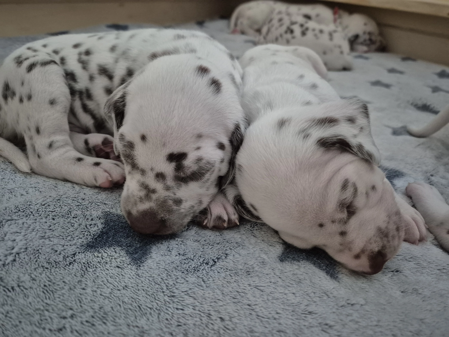 Dalmatiner - Zuchtstätte - Tierärztlicher Bericht über eine Ultraschalluntersuchung einer trächtigen Hündin namens Merle