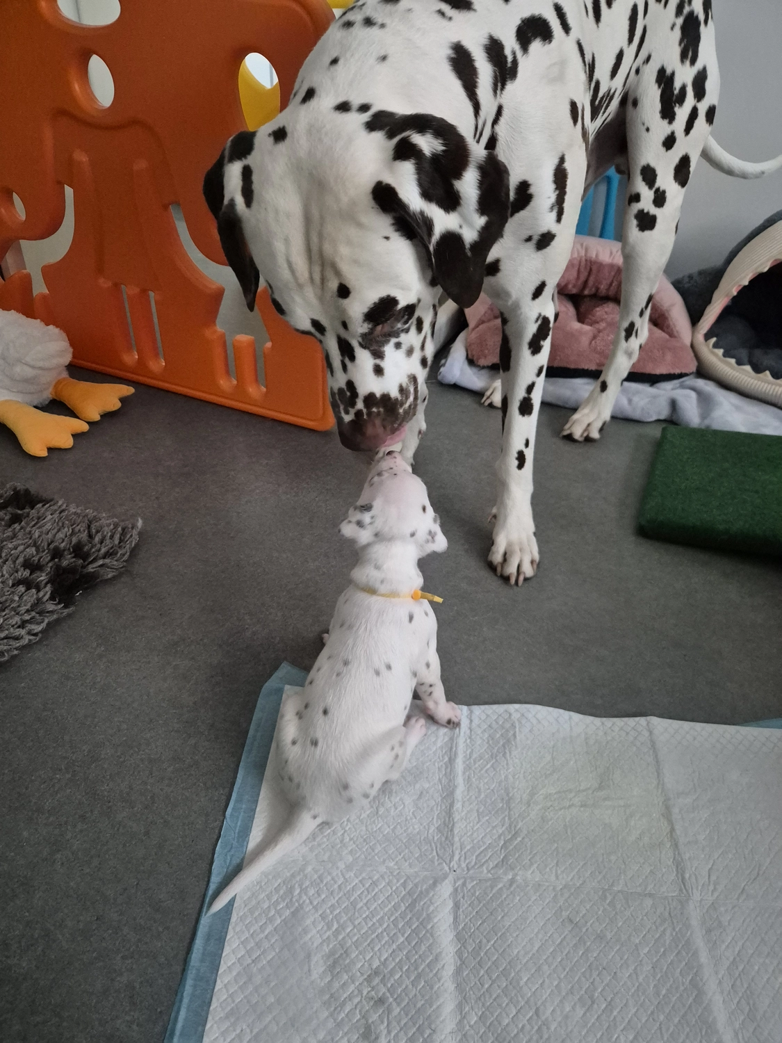 Dalmatiner - Zuchtstätte - Tierärztlicher Bericht über eine Ultraschalluntersuchung einer trächtigen Hündin namens Merle