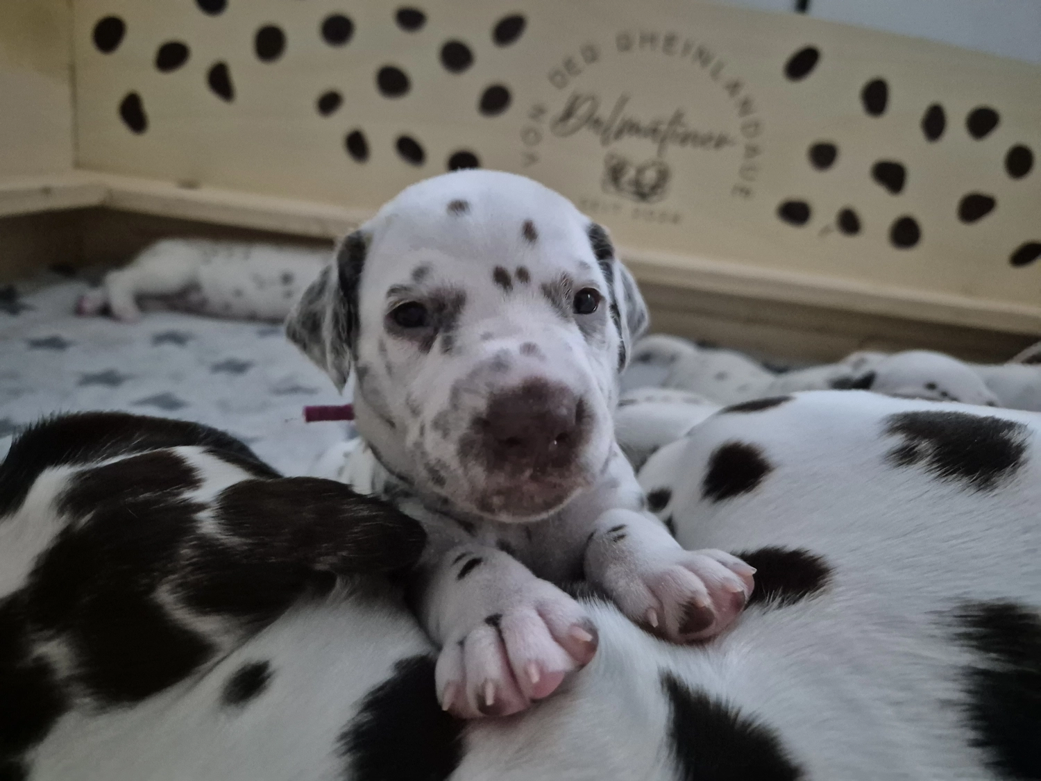 Dalmatiner - Zuchtstätte - Tierärztlicher Bericht über eine Ultraschalluntersuchung einer trächtigen Hündin namens Merle