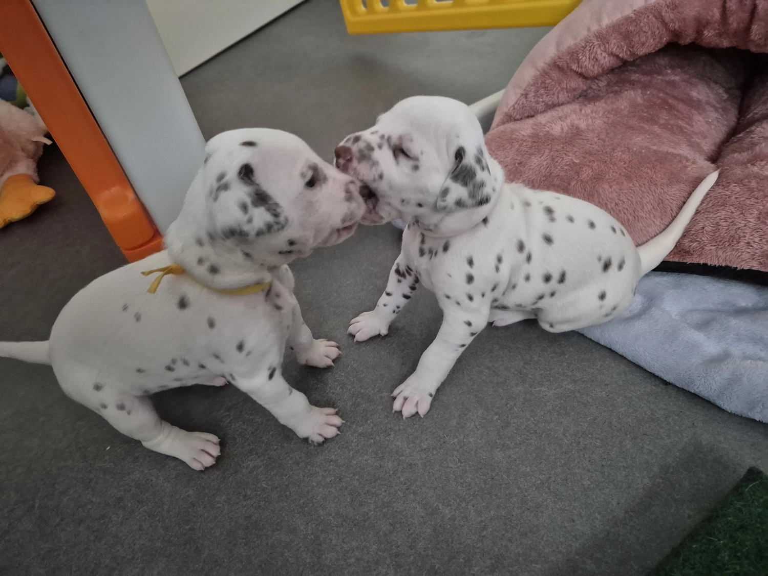 Dalmatiner - Zuchtstätte - Tierärztlicher Bericht über eine Ultraschalluntersuchung einer trächtigen Hündin namens Merle